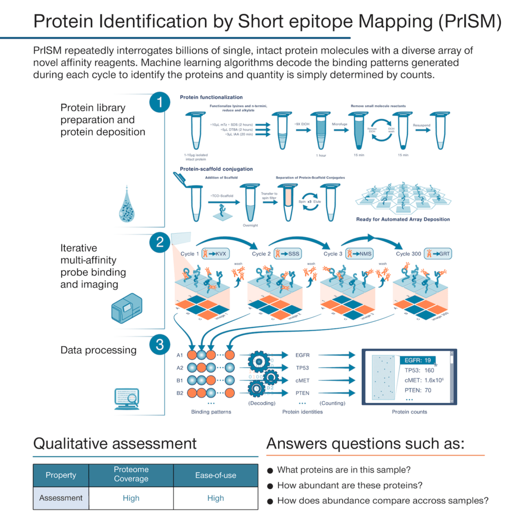 Schematic showing the processes underlying “Protein Identification by Short-epitope Mapping” or PRISM, the methodology underlying the Nautilus Proteome Analysis Platform.