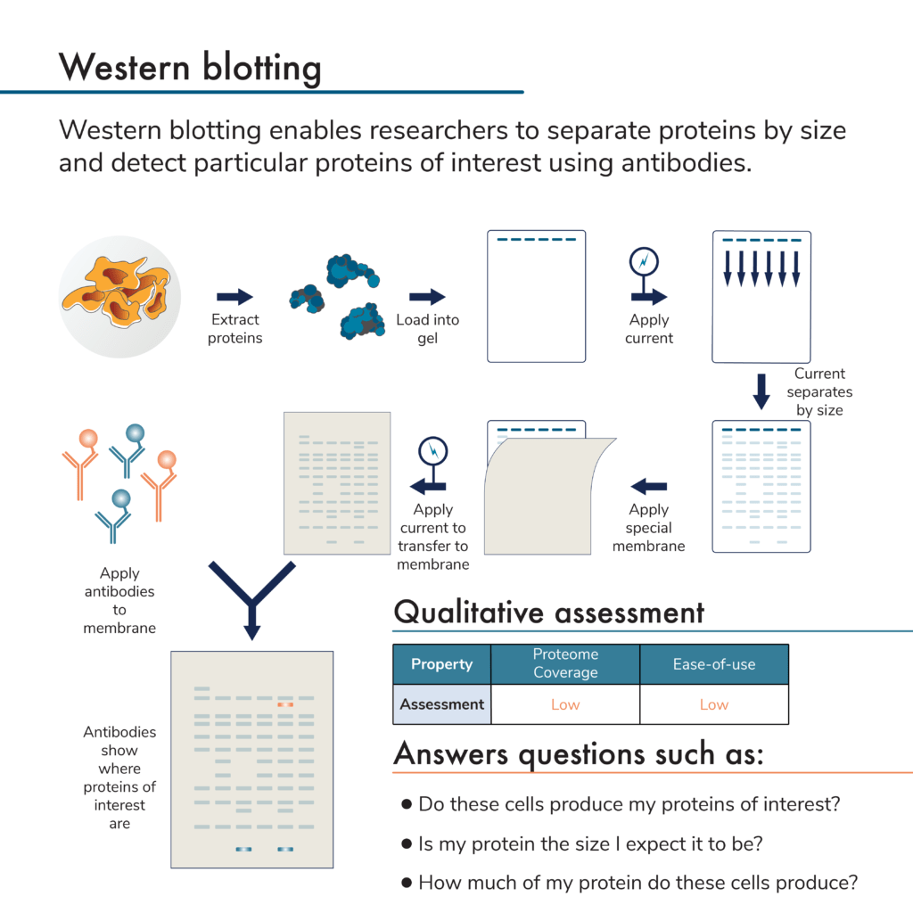 Western blotting process