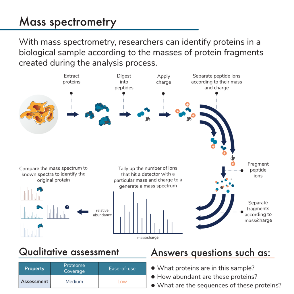Graphic describing the processes that make-up protein analysis by mass spectrometry