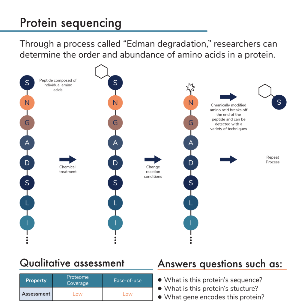 Graphic depicting the process of protein sequencing by Edman degradation.