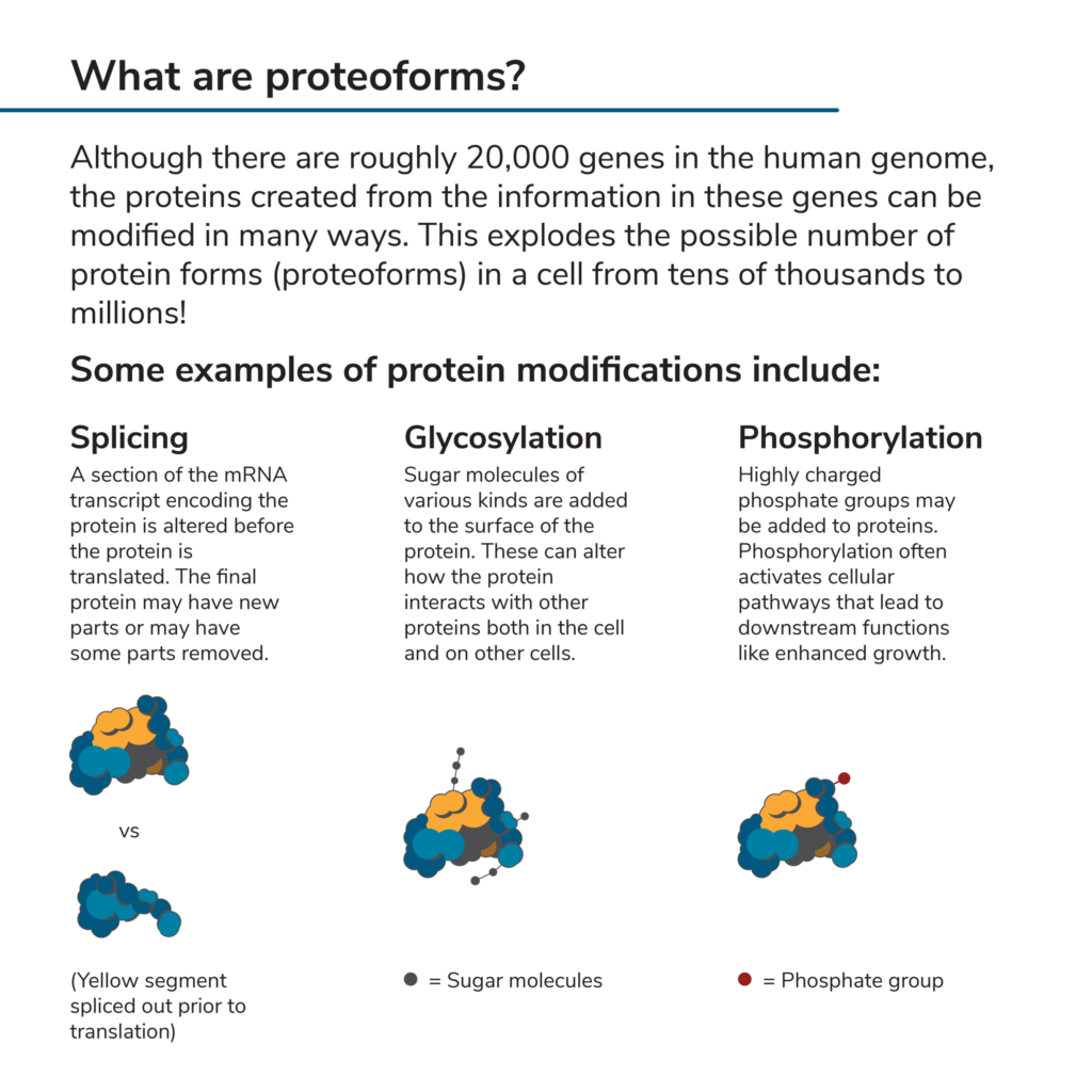 Proteoforms defined with examples of processes that give rise to various proteoforms including splicing, glycosylation, and phosphorylation.