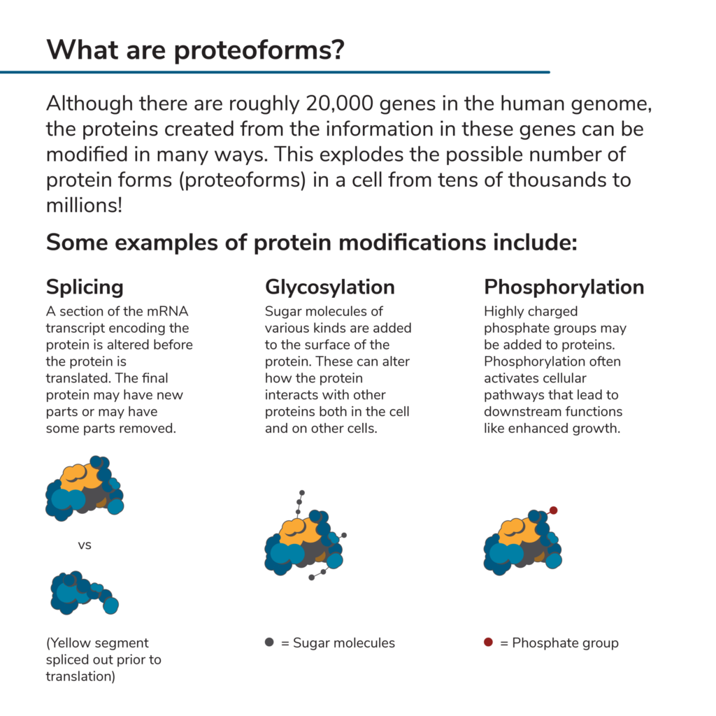 Proteoforms defined and examples of processes leading to various proteoforms – splicing, glycosylation, and phosphorylation