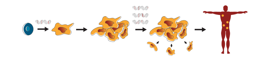 Image highlighting how "driver" mutations can lead to cancer development. Driver mutations cause healthy cells to transform into cancer cells that grow and multiply beyond their normal, healthy boundaries. Although a single mutation may be responsible for cancer development, there will likely be many other mutations that are inconsequential and it is hard to tell the difference between such mutations using genomic sequencing data alone. As cancer progresses, cancer cells acquire more mutations that enable them to continue to grow and spread throughout the body. Once again, the mutations that drive this process come with inconsequential mutations. 