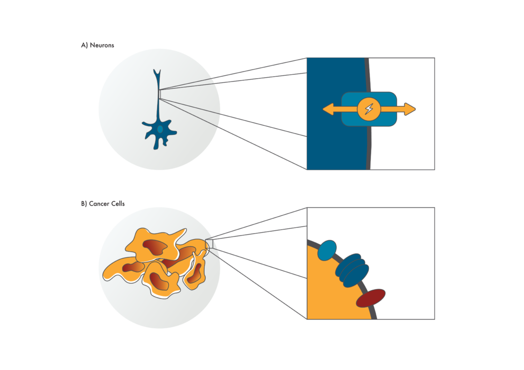 Image depicting cell surface proteins on neurons and cancer cells. Cell surface proteins or “membraine proteins” have a variety of fascinating functions such as (A) enabling neurons to send electrical signals. While they can be hard to isolate and study, if researchers can (B) find membrane proteins specific to cancer cells, these may make good drug targets.