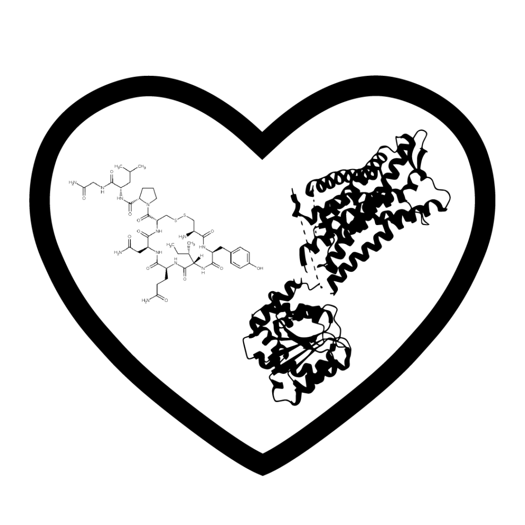 Oxytocin and the oxytocin receptor inside a heart