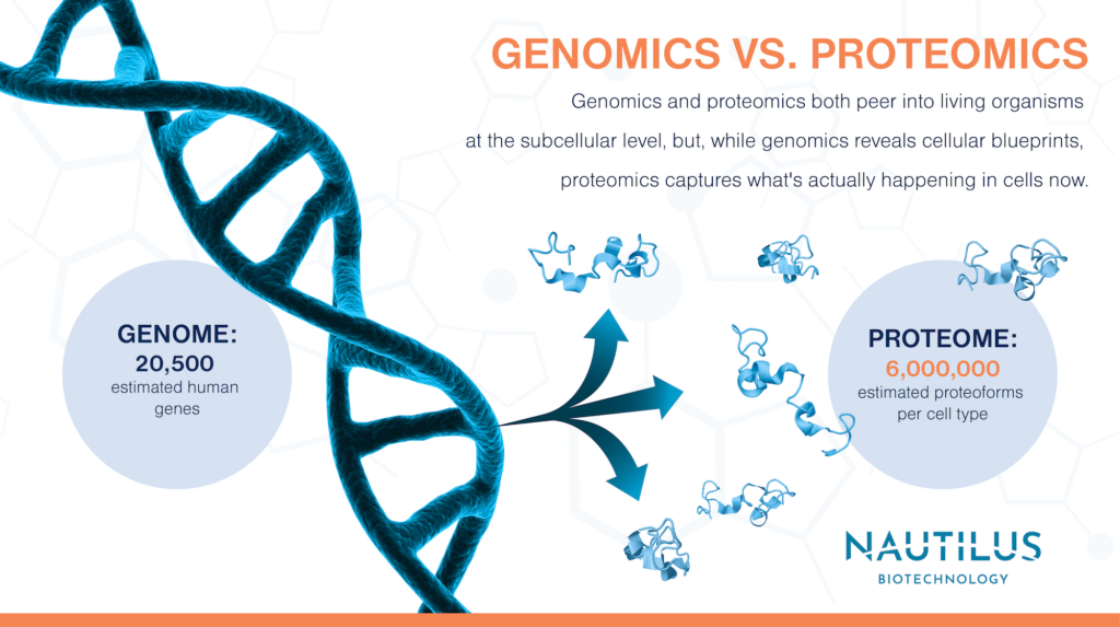 DNA with arrows pointing to the many proteins that can be produced from the instructions in the genome