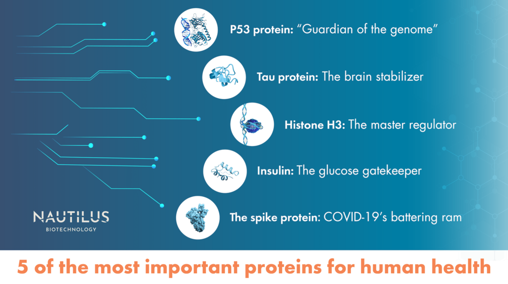 Graphic featuring five of the most important proteins for human heath. The graphic contains structures of the following proteins: P53 - "Guardian of the genome," Tau - "The brain stabilizer," Histone H3 - "The master regulator," Insulin - "The glucose gatekeeping," the spike protein - "COVID-19's battering ram."