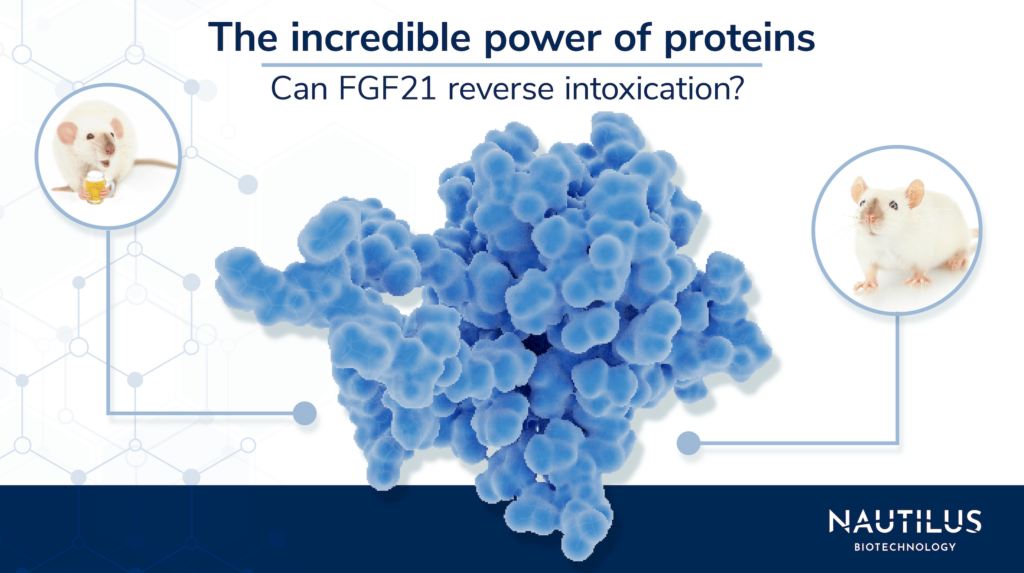 FGF21 protein molecule sandwiched between two mice one of which is drinking a beer