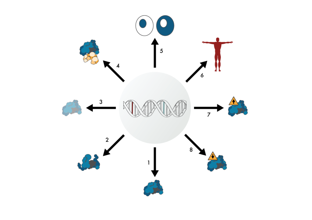 Image showing some of the many ways that genetic mutations can potentially cause disease (or not). Genetic variants might (1) not have any impact on the encoded proteins, (2) encode proteins with altered structure, (3) with loss of function, (4) with non-productive interactions, (5) with different sub-cellular localization, (6) with expression in a different part of the body, (7) with increased expression, or (8) with decreased expression.
