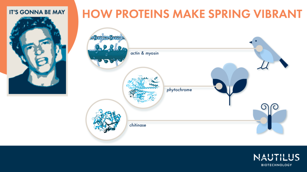 Graphic featuring a headshot of Justin Timberlake on the top left with the caption "It's gonna be may." To the right of the headshot, the graphic reads, "How proteins make spring more vibrant." Below this text there is graphic portraying actin and myosin and a line connects this graphic to the voice box of a song bird. Below this there is a graphic of a phytochrome and a line connecting this graphic to a leaf on a plant. Below this there is a graphic depicting the chitinase protein and a line connects this graphic to a butterfly.