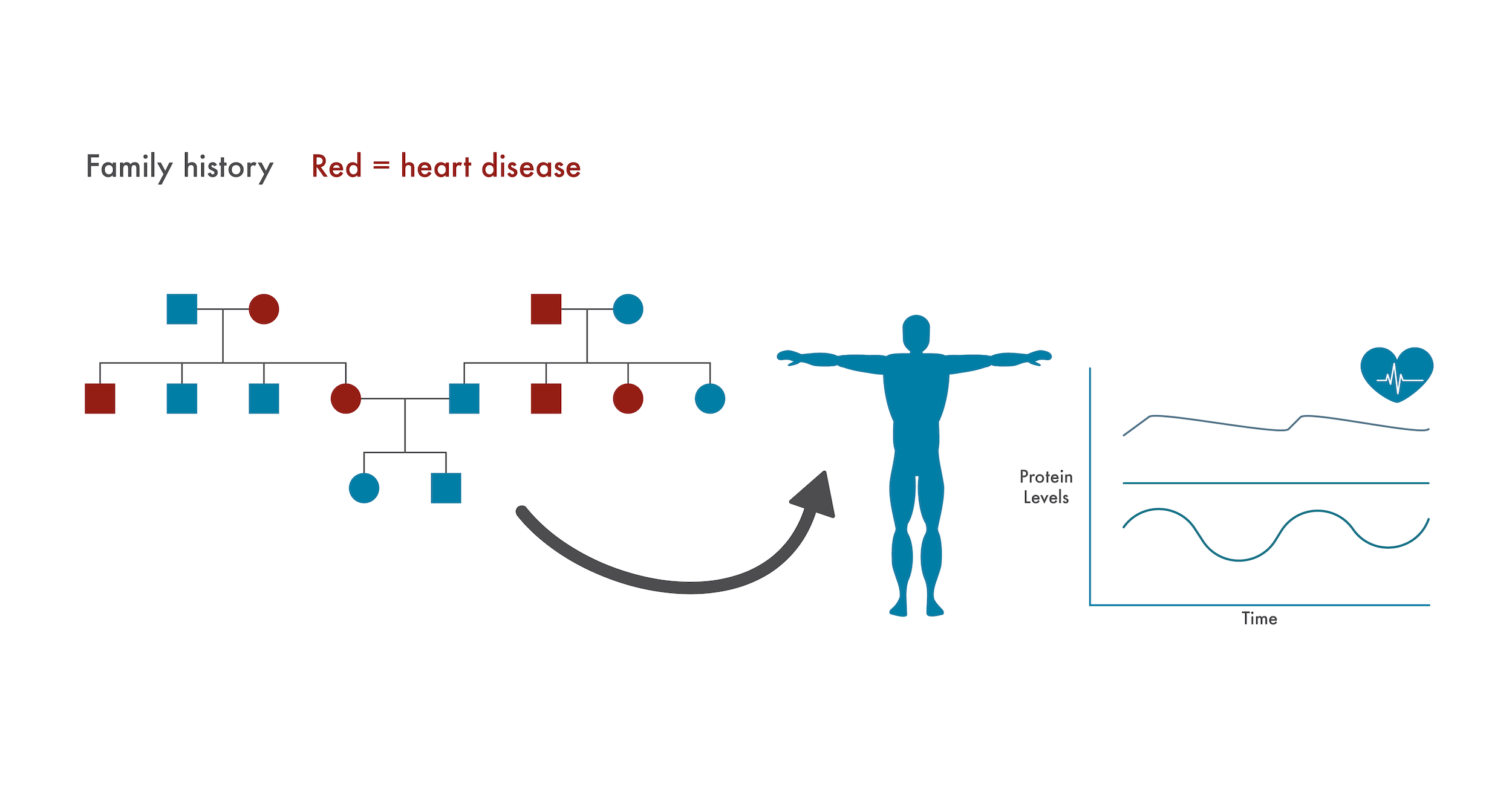 Family pedigree showing the inheritance of a disease next to a graph showing fluctuations in proteins levels.