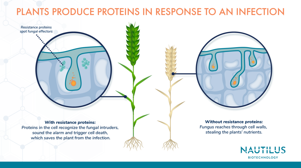 Image portraying how plants use proteins to respond to infections. On the left side of the image there is a disease-resistant plant that produces a particular protein in response to a fungal infection. This prevents the fungus from breaking into multiple cells and the plant thrives. On the right side of the image there is a disease-susceptible plant that fails to produce resistance proteins in response to infection. This plant withers and dies.