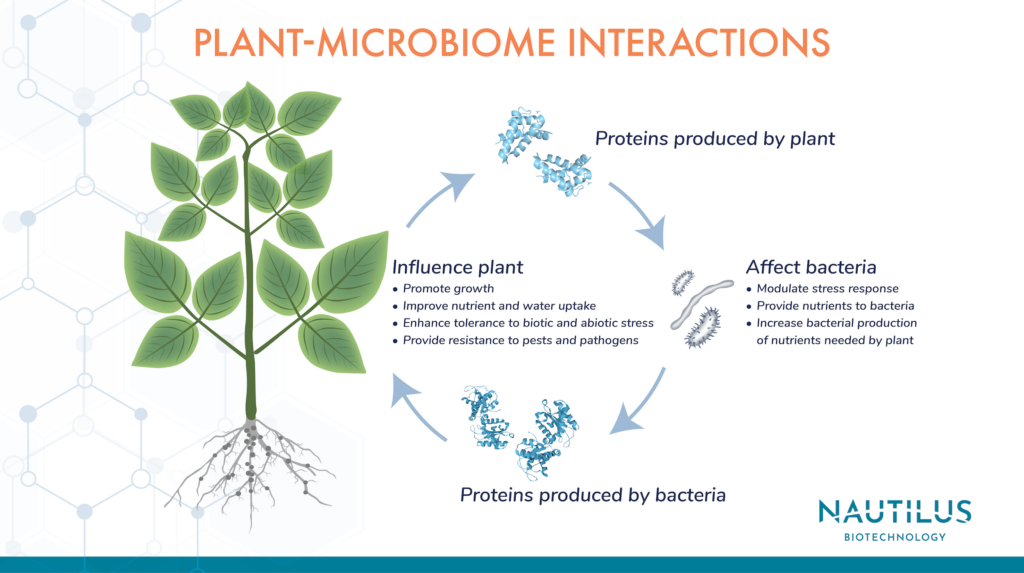 Image portraying the impacts of plant-microbiome interactions. On the left side of the image there is a green, leafy plant. Arrows come from the plant and point to protein structures to indicate that proteins are produced by the plant. Arrows from the proteins to the a series of bacteria show that the proteins affect bacteria through such activities as modulating stress response, providing nutrients to the bacteria, and increasing bacterial production of nutrients needed by the plant. Arrows from the bacteria to more protein structures indicate that proteins are also produced by the bacteria. Arrows from the proteins back to the plant show that these proteins influence the plant through such activities as promoting growth, improving nutrient and water update, enhancing tolerance to biotic and abiotic stress, and providing resistance to pests and pathogens.