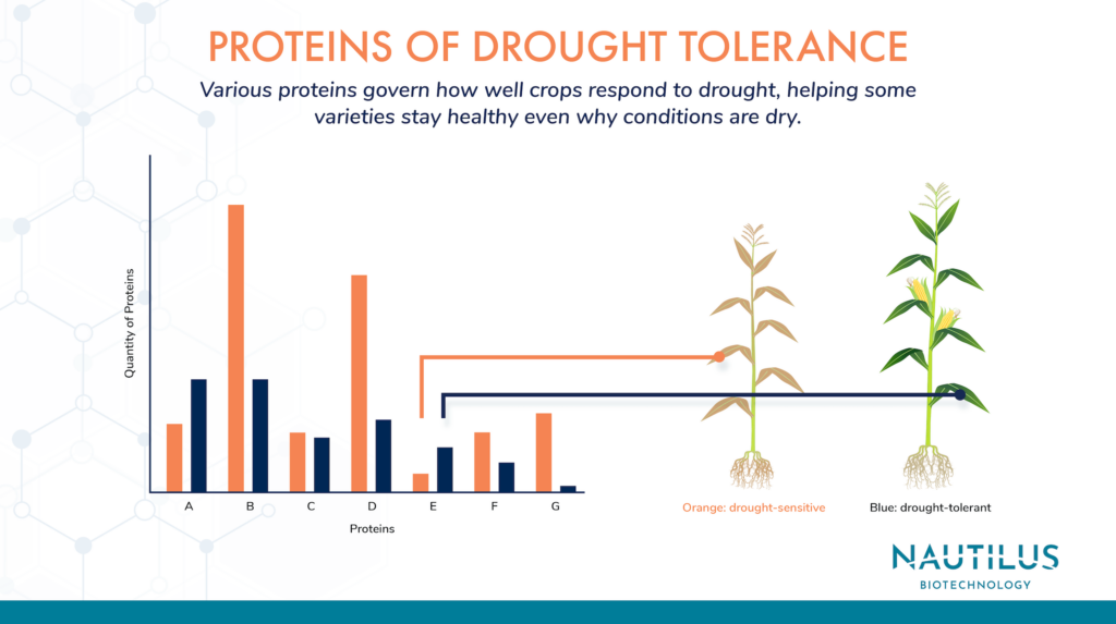 Image showing how proteomics can help researchers learn more about drought tolerance in plants. On the left side of the image there is a bar chart with levels of proteins found in drought tolerant and drought resistant plants. A protein that is elevated in drought tolerant plants is identified as a potential driver of tolerance. On the right side of the graphic there is a depiction of a withered, drought-sensitive corn stalk and a tall, drought-tolerant corn stalk.