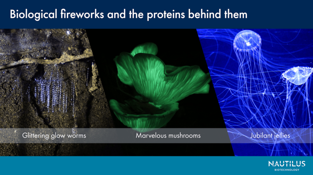 Image with photos of glittering glow worms, marvelous mushrooms (glowing green), and jubilant jellyfish (glowing blue). A header on the image reads, "Biological fireworks and the proteins behind them."