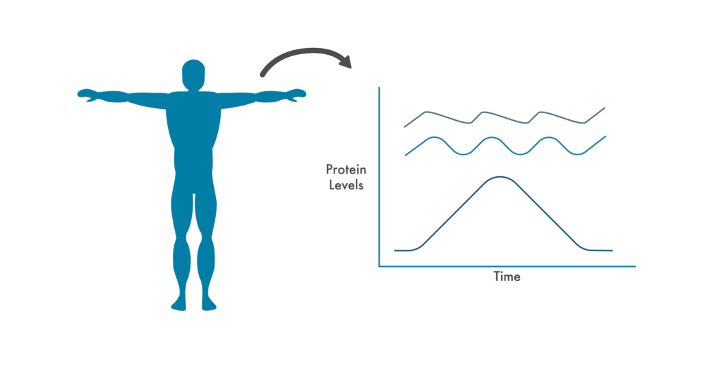 Graphic showing how a healthy individual's protein levels fluctuate over time. There is a blue silhouette of a healthy person on the left and a chart showing fluctuating protein levels on the right.