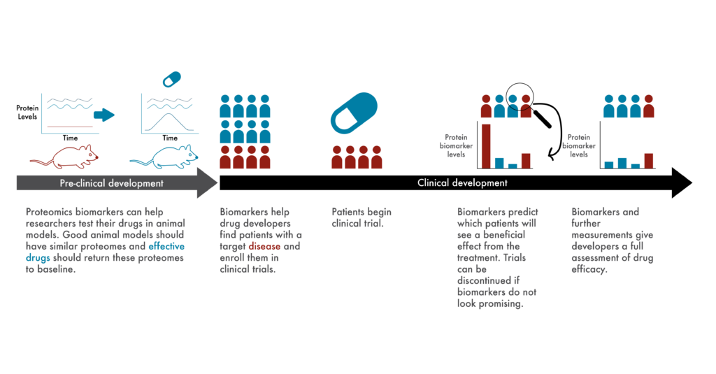 Timeline of pre-clinical and clinical drug development showing the various points proteomics can impact the process