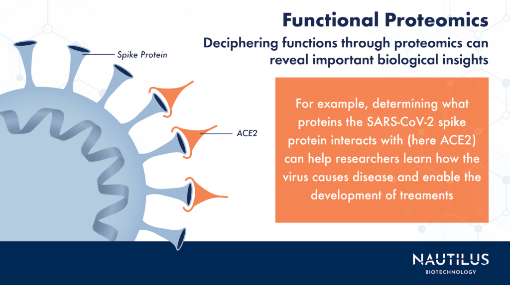 Image portraying an application of functional proteomics. The image contains a depiction of the SARS-CoV-2 virus with the viral spike protein and the human ACE2 protein indicated. The image reads, "Functional proteomics. Deciphering functions through proteomics can reveal important biological insights. For example, determining what proteins the SARS-CoV-2 spike protein interacts with (here ACE2) can help researchers learn how the virus causes disease and enable the development of treatments.