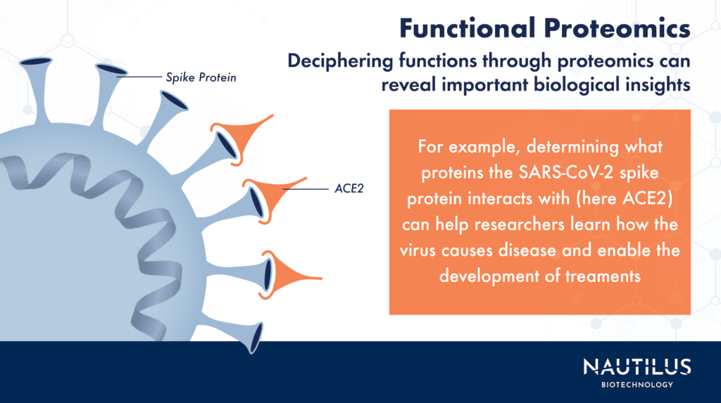 SARS-CoV-2 virus with lines pointing to protrusions on its surface and indicating they are spike proteins. Some of the spikes are bound to orange ACE2 proteins