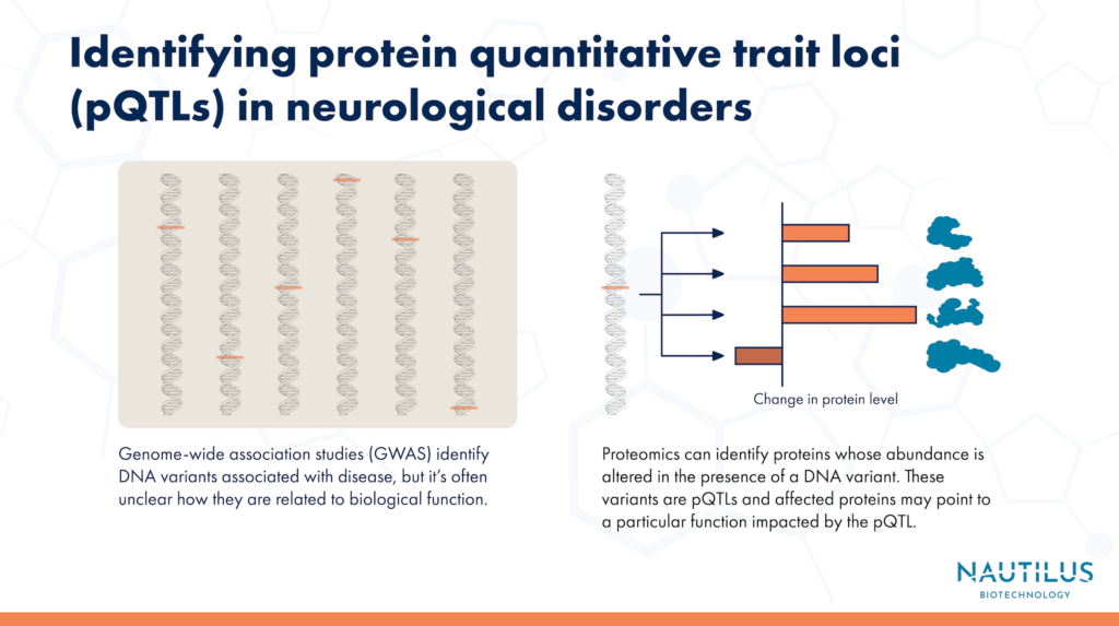 Image portraying how researchers identify protein quantitative trait loci (pQTLs) in neurological disorders. On the left, there are a series of DNA strands with orange marks representing genomic variants. On the right we see how one such variant changes the quantity of several proteins. The graphic reads, "Identifying protein quantitative trait loci (pQTLs) in neurological disorders. Genome-wide association studies (GWAS) identify DNA variants associated with disease, but it's often unclear how they are related to biological function. Proteomics can identify proteins whose abundance is altered in the presence of a DNA variant. These variants are pQTLs and affected proteins may point to a particular function impacted by the pQTL."