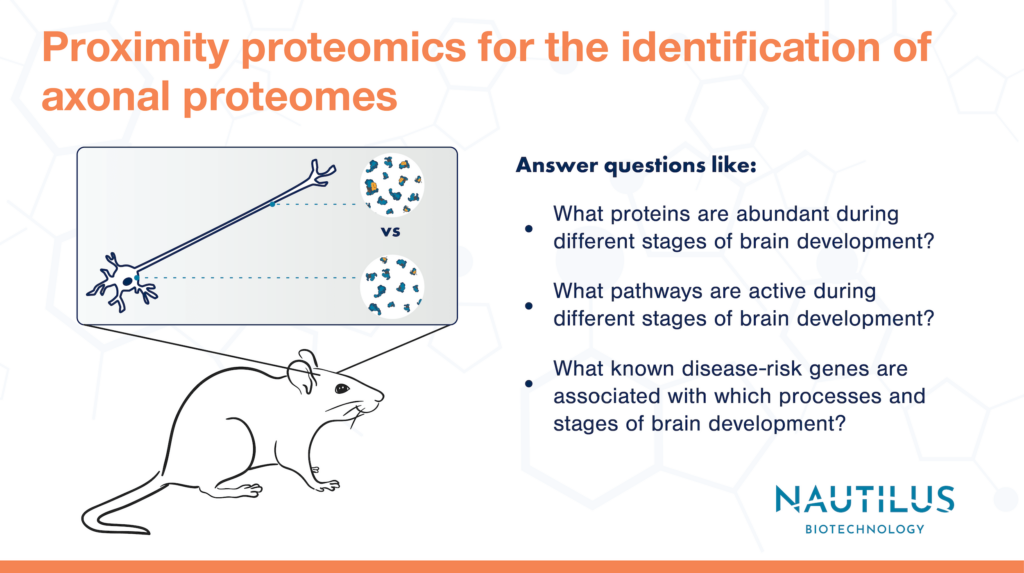 Image presenting an example of proximity proteomics. On the left side of the image there is drawing of a mouse and and a zoomed-in view of a neuron. A line from the neuron cell body to another zoom-in shows one set of proteins and a line from the axon to another zoom-in shows a different set of proteins. The image reads, "Proximity proteomics for the identification of axonal proteomes. Answer questions like: What proteins are abundant during different stages of brain development? What pathways are active during different stages of brain development? What known disease-risk genes are associated with which processes and stages of brain development?" 