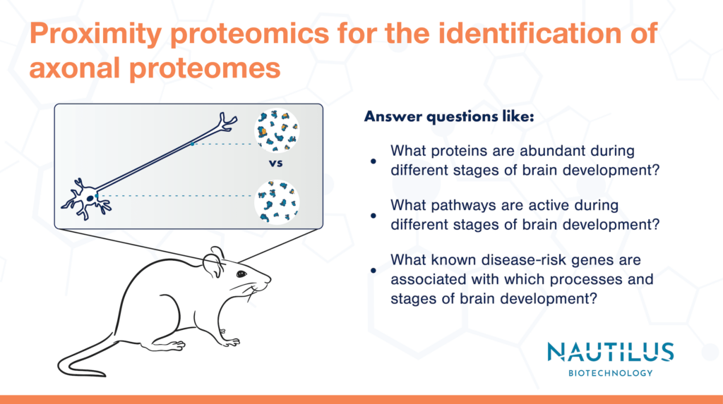 Mouse with lines extending from its head to a zoomed-in view of a neuron. Lines from the different parts of the neuron point to different protein structures indicative of different subcellular proteomes.