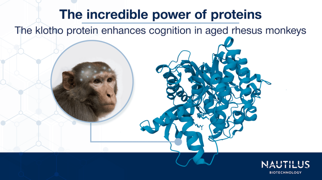 Monkey (Rhesus macaque) next to a protein structure