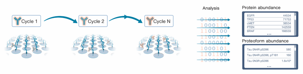 Protein molecules attached to single molecule arrays. The proteins molecules are probed with different probes over multiple cycles to quantify proteins or proteoforms.