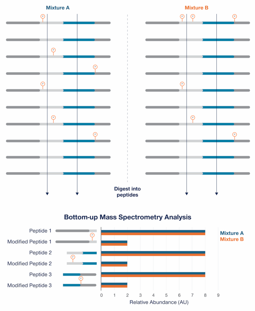 Depiction of two groups of proteoforms and their peptide/PTM level quantification in a chart