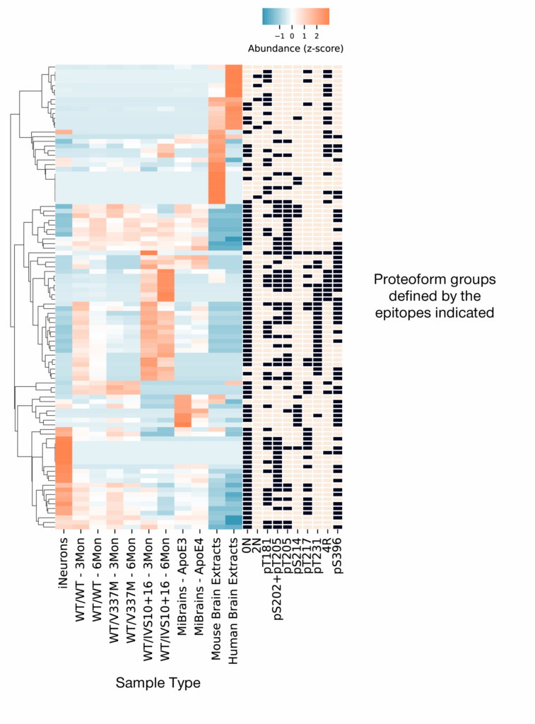 Heat map showing the relative quantification of many proteoform groups in many sample types.