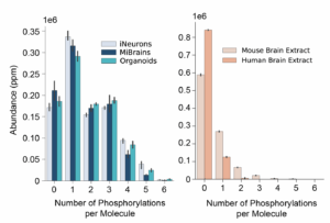 Charts showing phosphorylations per tau molecule in various model systems