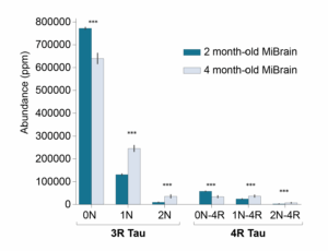 Charts showing that the abundance of tau isoforms in MiBrains change over time.