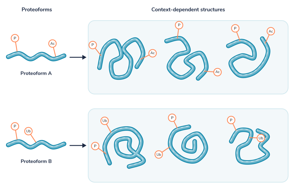 Two separate proteoforms from a hypothetical protein adopting multiple potential folds.